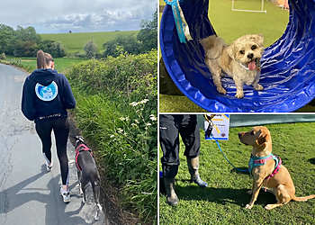Tees Valley Dog Training