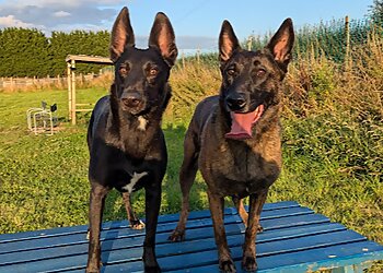 Telford Dog Trainer