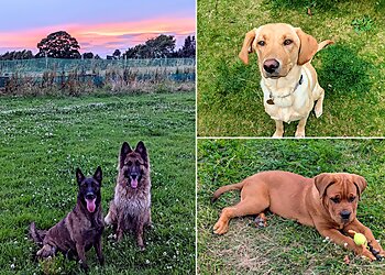 Telford Dog Trainer