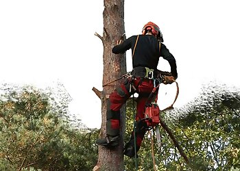 Telford Tree Services