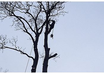 Telford Tree Services