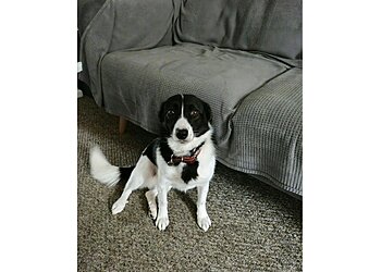 Tempo's Pet and Domestic Services