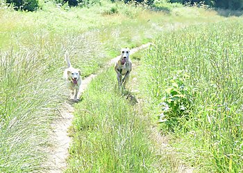 Stevenage boarding kennels Tempo's Pet and Domestic Services image 1