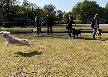 The Balanced K9 Company