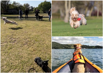 The Balanced K9 Company