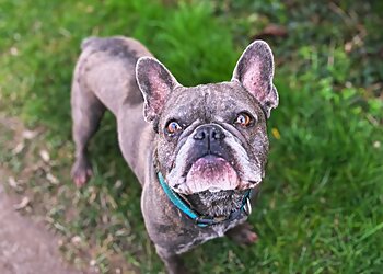 The Brampton Dog Walker