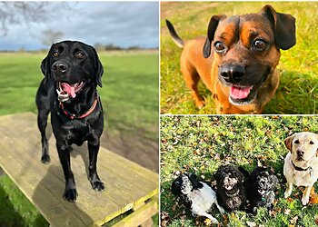 The Brampton Dog Walker