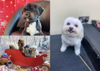 The Brighton Pet Spa