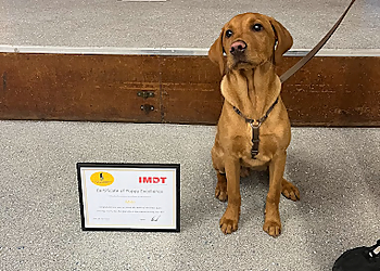 The Cheeky Chihuahua