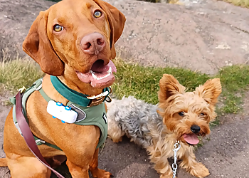 The Cheeky Chihuahua