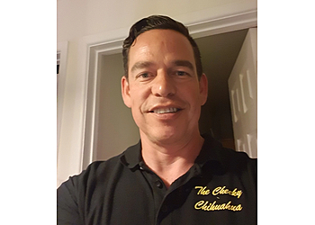 The Cheeky Chihuahua The Cheeky Chihuahua