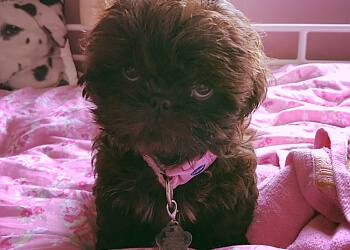 The Clees Dog Services