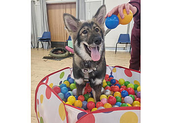 The Clever Canine Ayrshire