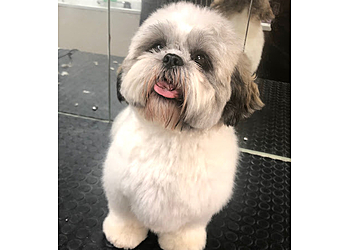 The Clip Joint Dog & Cat Grooming Centre