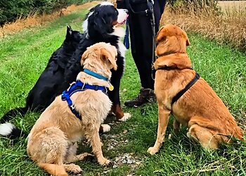 The Countryside Dog Walker