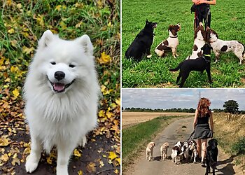 The Countryside Dog Walker