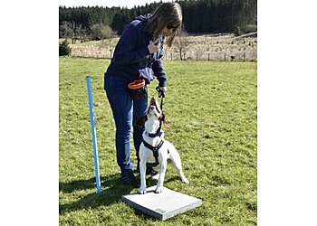 Carlisle dog trainers The Creative Canine image 1