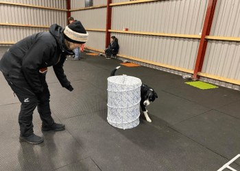 The Daisy Dog Academy