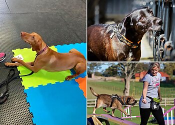 The Daisy Dog Academy