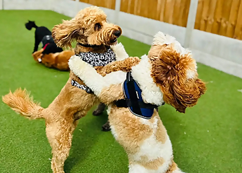 The Dawg House Daycare & Boarding