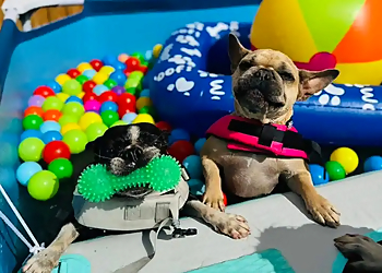 The Dawg House Daycare & Boarding