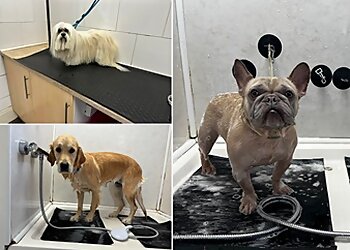 The Dog Groomer