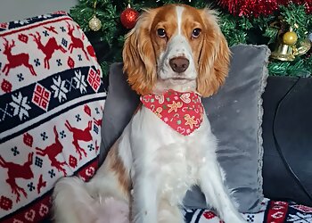 The Dog House Services Limited