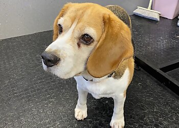 The Dog House Gloucester