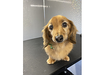 The Dog House Gloucester