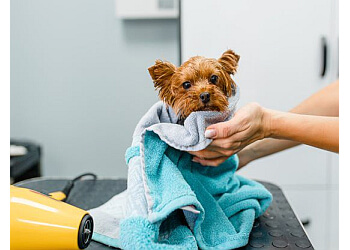 3 Best Pet Grooming in Kingston Upon Hull, UK - Expert Recommendations