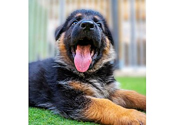 The Dog Training Company Doncaster