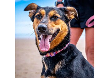 The Dog Training Company Doncaster