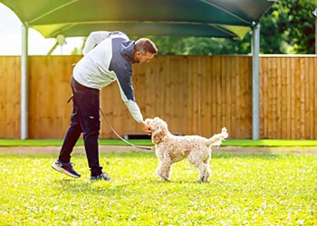 Doncaster dog trainers The Dog Training Company Doncaster image 1