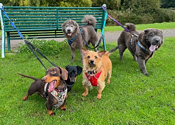 Sandwell dog walkers The Dog Walker image 1