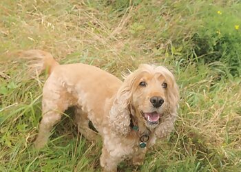 The Dog Walker Aberdeen