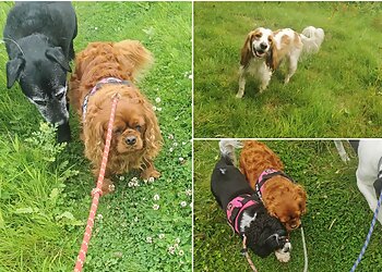 The Dog Walker Aberdeen