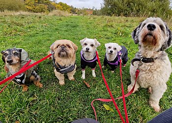 The Dog Walker Warrington