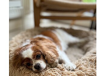 The Dog Walker Wimbledon