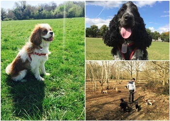 The Dog Walker Wimbledon