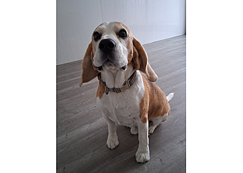 The Dogchester Luxury Dog Hotel