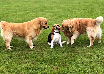 The Dogchester Luxury Dog Hotel