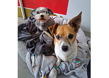 The Dogchester Luxury Dog Hotel The Dogchester Luxury Dog Hotel