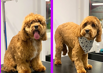 The Doghouse Daycare & Grooming