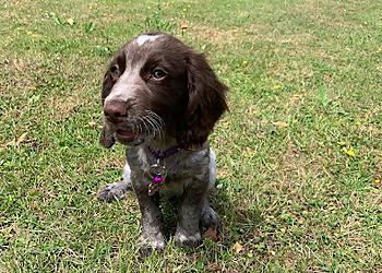 The Essex Dog Training Consultant