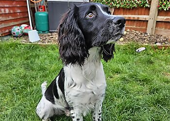 The Family Dog Academy