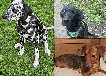 The Family Dog Academy