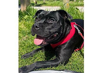 The Four Paws Agency