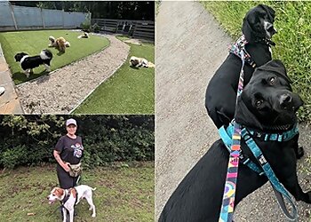 The Four Paws Agency