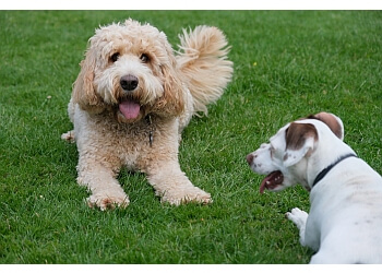 The Hamptons Boutique Pet Hotel