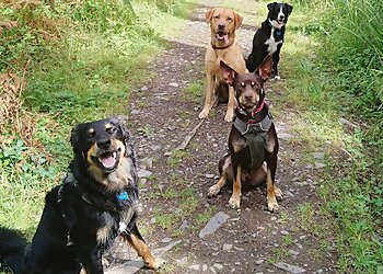 The Happy Hound Gang